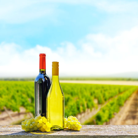 Bottles of red and white wine in front of a sunny vineyard. The vineyard stretches into the distance, with grapevines glowing under warm sunlight.の写真素材