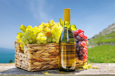 Bottle of white wine and basket of grapes in front of a sunny vineyard. The vineyard stretches into the distance, with grapevines glowing under warm sunlight.の写真素材