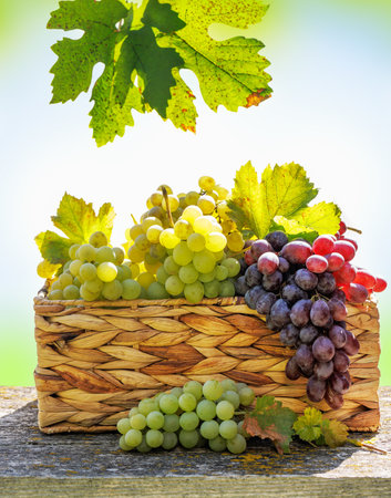 A basket filled with various types of grapes in front of a sunny vineyard. The vineyard stretches into the distance, with grapevines glowing under warm sunlight.の写真素材