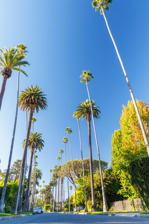 Iconic Beverly Hills street lined with towering palm trees under a bright sunny sky, exuding luxury and the charm of Southern Californiaの写真素材