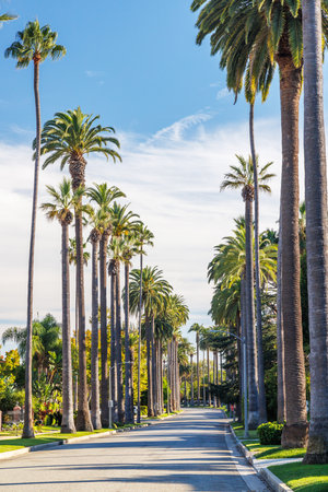Iconic Beverly Hills street lined with towering palm trees under a bright sunny sky, exuding luxury and the charm of Southern Californiaの写真素材