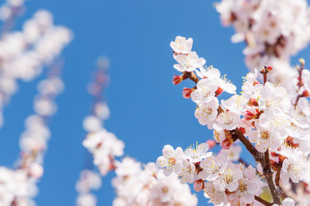 Blooming cherry blossom tree in spring, with delicate pink flowers creating a vibrant and romantic...