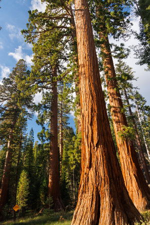 Giant Sequoia Trees in Sequoia National Park, California, USの写真素材