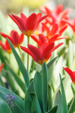 Vibrant red tulips in full bloom, symbolizing love and springtime beautyの写真素材
