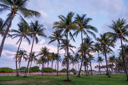 Silhouetted palm trees of Miami Beach stand tall against a vibrant sunset sky, creating a tropical and serene atmosphereの写真素材
