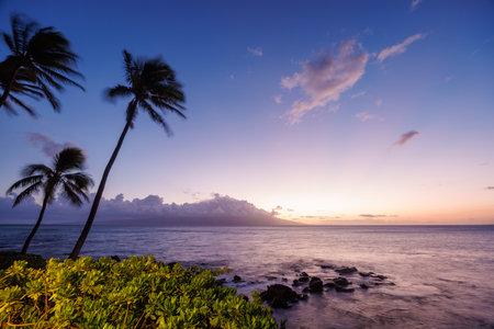 Stunning Hawaii ocean sunset with silhouettes of palm trees swaying against a vibrant sky of orange, pink, and purple hues, reflecting on calm tropical watersの写真素材