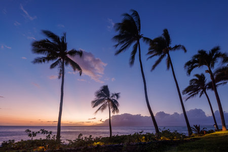 Stunning Hawaii ocean sunset with silhouettes of palm trees swaying against a vibrant sky of orange, pink, and purple hues, reflecting on calm tropical watersの写真素材