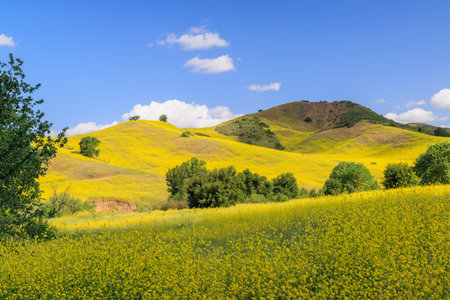 Landscape of blooming hills in California covered in vibrant wildflowers under a sunny skyの写真素材