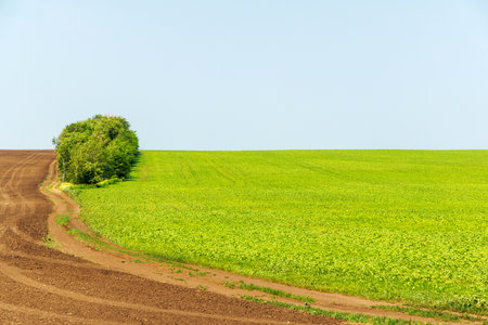 Landscape with a south field and a plowed field, scattered trees, and a vast sky overheadの写真素材