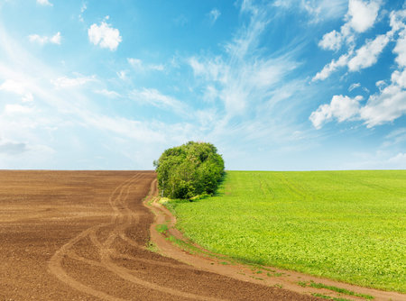Landscape with a south field and a plowed field, scattered trees, and a vast sky overheadの写真素材