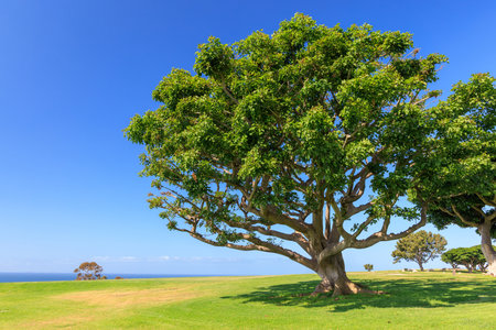 Bushy green trees on a lush meadow under a clear blue sky on a sunny dayの写真素材