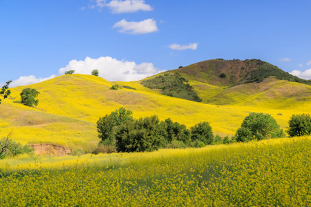 Landscape of blooming hills in California covered in vibrant wildflowers under a sunny sky
