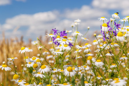 Blossom-filled field under a sunny summer sky, bursting with vibrant colors and lush bloomsの写真素材
