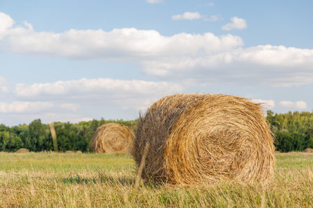 Hay rolls in a golden field on a sunny farm landscape