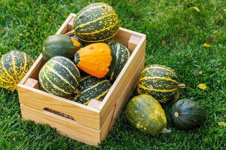 Various colorful gourds in a wooden box on sunny green grass, autumn harvest sceneの写真素材
