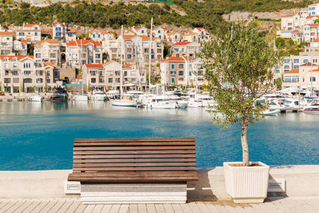 Olive tree and cozy bench on the Mediterranean seaside promenade on a warm sunny dayの写真素材