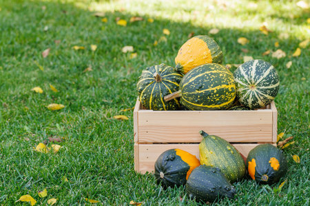 Various colorful pumpkins in a wooden box on sunny green grass, autumn harvest sceneの写真素材