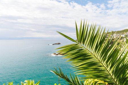 Palm leaves with the Mediterranean Sea in the background on a sunny dayの写真素材