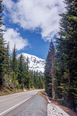 Scenic road in Mount Rainier National Park with fir trees on both sides and a snowy mountain on the horizonの写真素材