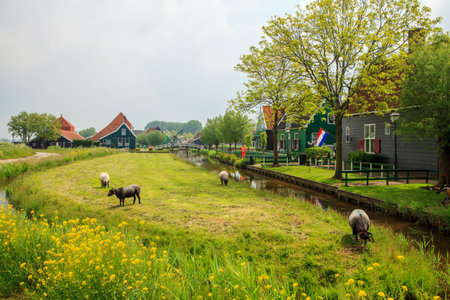 Authentic Dutch village with traditional houses and sheep grazing on a green meadow under calm rural skyの写真素材