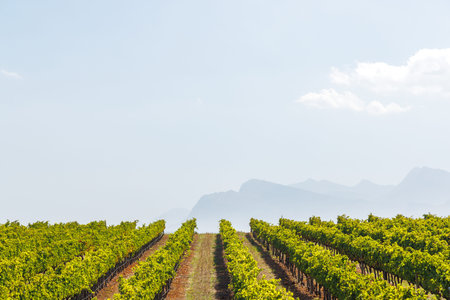 Even rows of vineyards bathed in sunlight in South Africa, scenic agricultural landscape and wine region atmosphereの写真素材