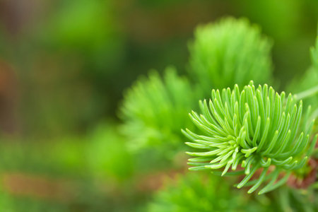 Close-up details of lush green foliage with soft focus, natural background with fresh summer...