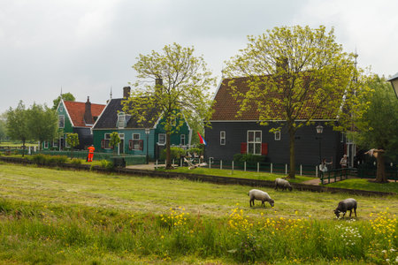 Zaanse Schans, Netherlands - May 19, 2016: Historic windmills and classic Dutch houses in a traditional village setting, showcasing iconic rural architecture and cultural heritageのeditorial素材
