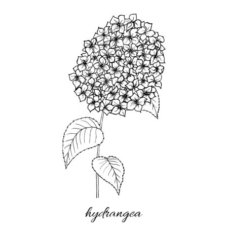 Sketch graphics handmade, botanical illustration hydrangea flowers. Isolated object.のイラスト素材