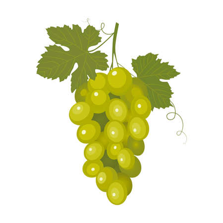 Bunch of grapes on white background.のイラスト素材