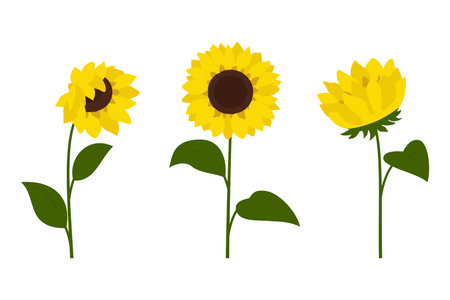 Clip art sunflowers, vector. Sunflowers isolated on white backgroundのイラスト素材