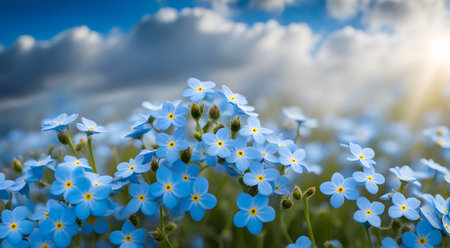 Blue forget-me-nots against the skyの素材