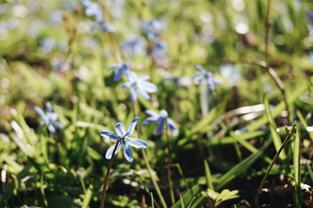 Snowdropsのeditorial素材