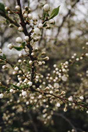 Springのeditorial素材