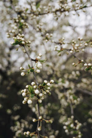 Springのeditorial素材