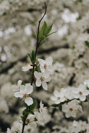 Springのeditorial素材