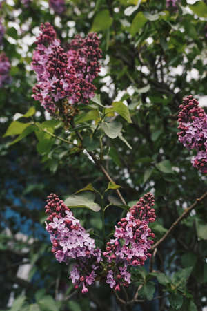 Lilacのeditorial素材