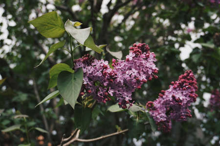 Lilacのeditorial素材