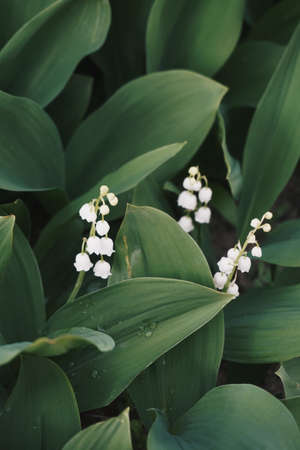 Lilies of the valleyのeditorial素材