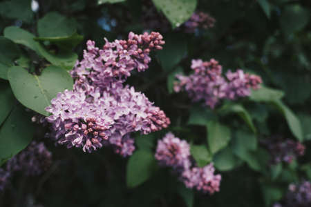 Lilacのeditorial素材