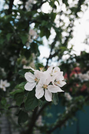 Apple treeのeditorial素材