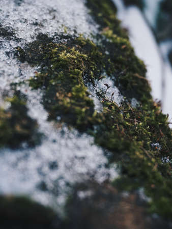 Mossのeditorial素材