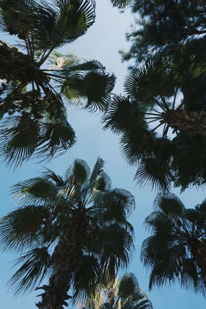 Palm treesのeditorial素材