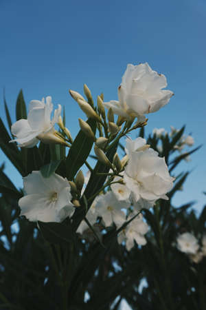 Flowersのeditorial素材