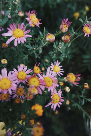 Flowersのeditorial素材