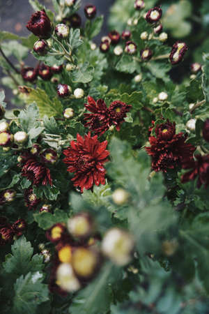 Flowersのeditorial素材