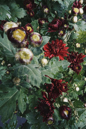 Flowersのeditorial素材