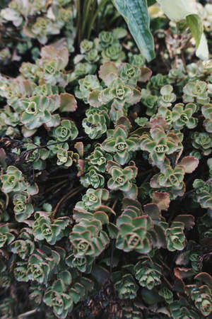 Flowersのeditorial素材