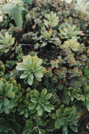 Flowersのeditorial素材