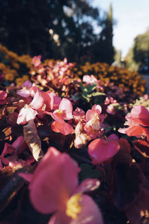 Flowersのeditorial素材