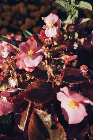 Flowersのeditorial素材